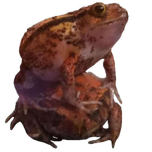 Sticker from the "Toad" sticker pack