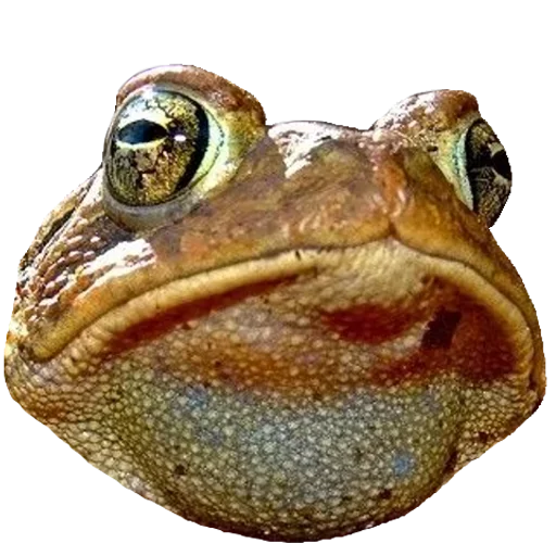 Sticker from the "Toad" sticker pack