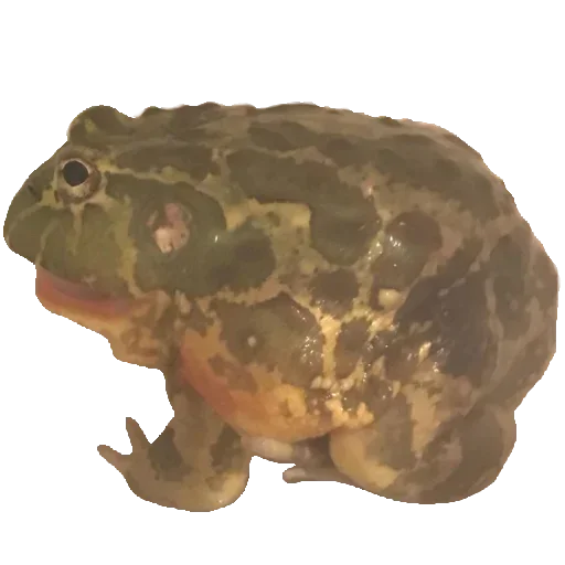 Sticker from the "Toad" sticker pack