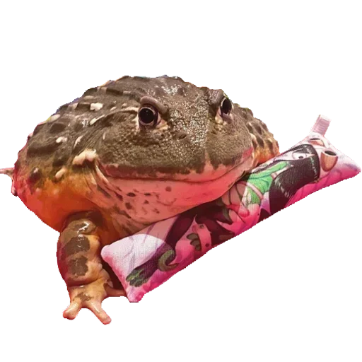 Sticker Toad