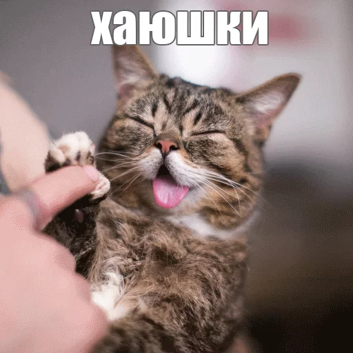 Стикер из набора "Lil_Bub"