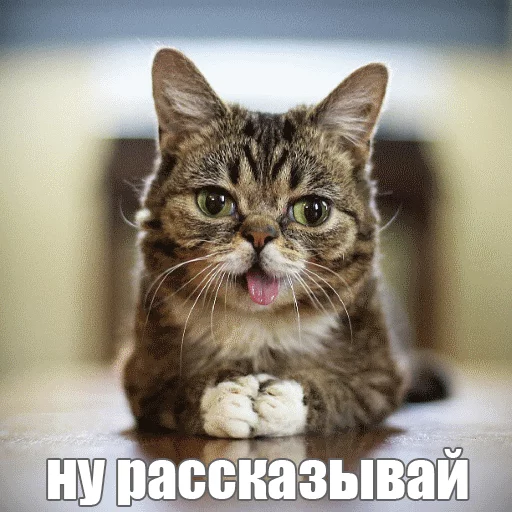 Стикер из набора "Lil_Bub"