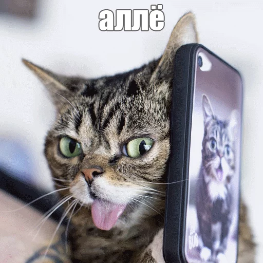 Sticker from the "Lil_Bub" sticker pack