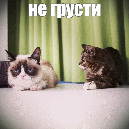 Стикер из набора "Lil_Bub"