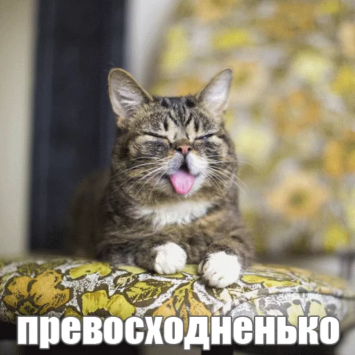 Стикер из набора "Lil_Bub"