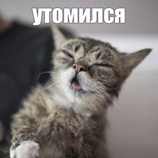 Стикер из набора "Lil_Bub"