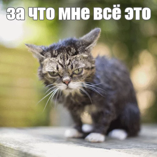 Стикер из набора "Lil_Bub"