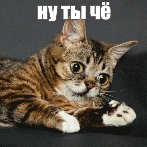 Стикер из набора "Lil_Bub"