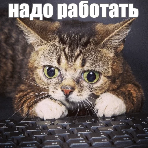 Стикер из набора "Lil_Bub"