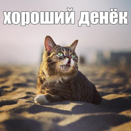 Стикер из набора "Lil_Bub"