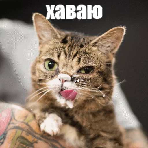 Sticker from the "Lil_Bub" sticker pack