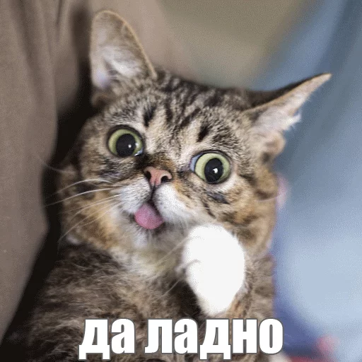 Стикер из набора "Lil_Bub"