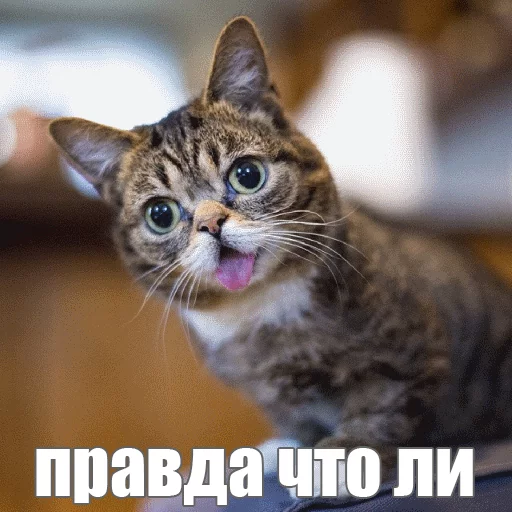 Стикер из набора "Lil_Bub"