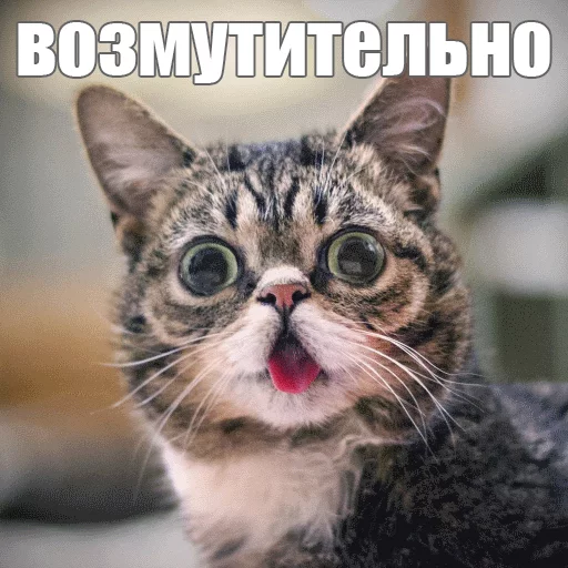 Стикер из набора "Lil_Bub"