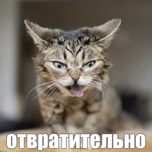 Стикер из набора "Lil_Bub"