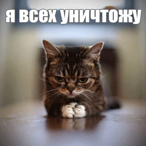 Стикер из набора "Lil_Bub"