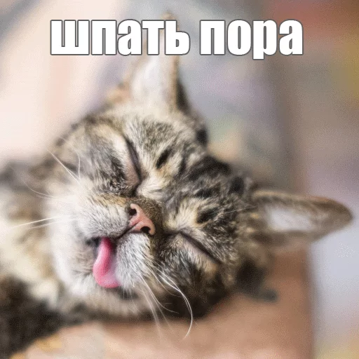 Стикер из набора "Lil_Bub"