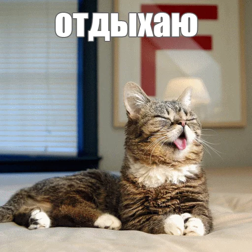 Стикер из набора "Lil_Bub"