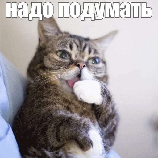 Стикер из набора "Lil_Bub"