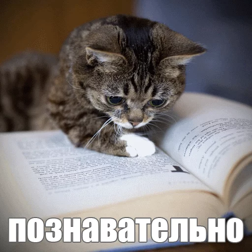 Стикер из набора "Lil_Bub"