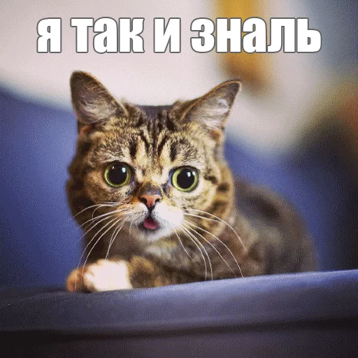 Стикер из набора "Lil_Bub"