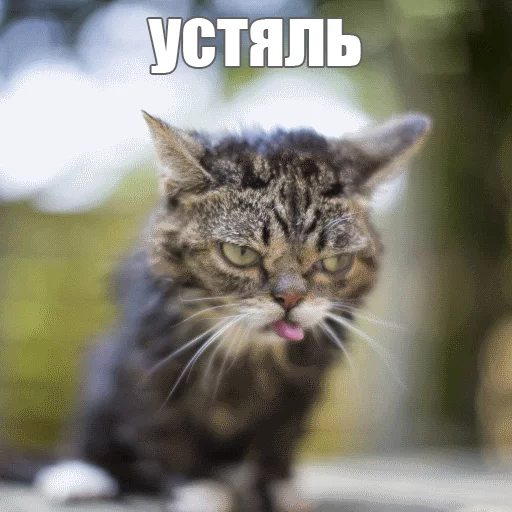 Стикер из набора "Lil_Bub"