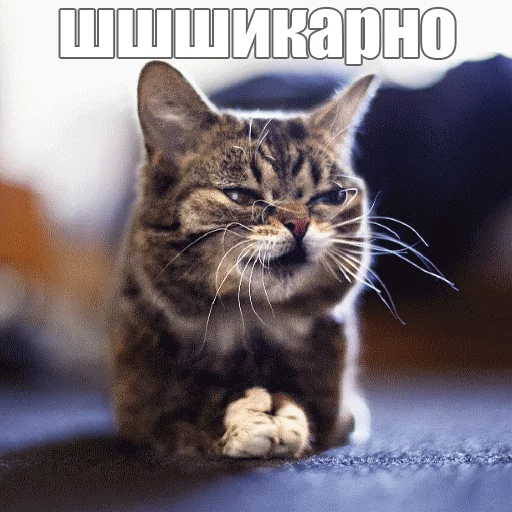 Стикер из набора "Lil_Bub"