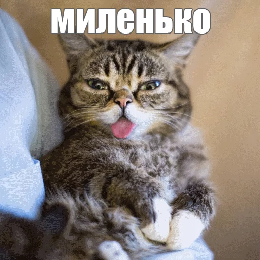 Стикер из набора "Lil_Bub"