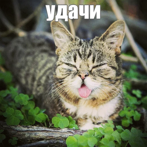 Стикер из набора "Lil_Bub"