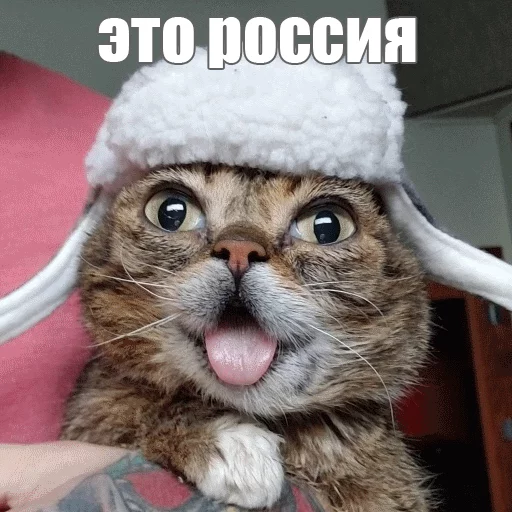 Стикер из набора "Lil_Bub"