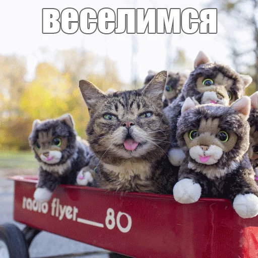 Стикер из набора "Lil_Bub"