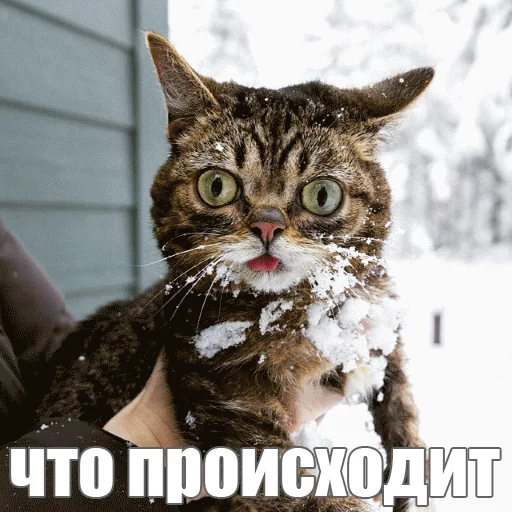 Стикер из набора "Lil_Bub"