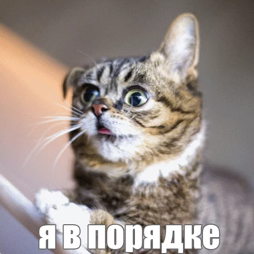 Стикер из набора "Lil_Bub"