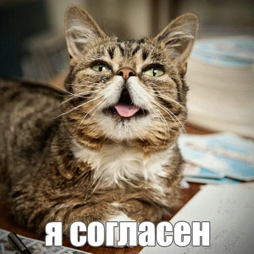 Стикер из набора "Lil_Bub"