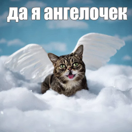 Стикер из набора "Lil_Bub"