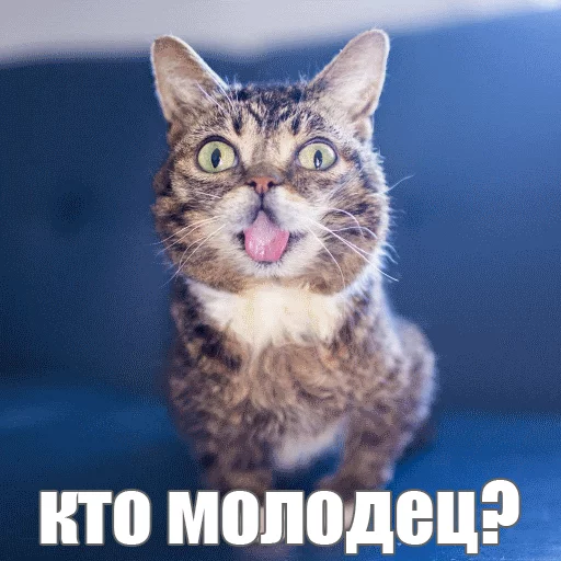 Стикер из набора "Lil_Bub"