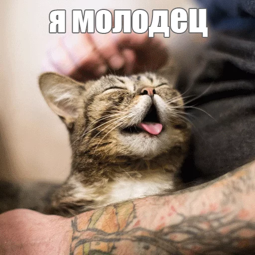 Стикер из набора "Lil_Bub"