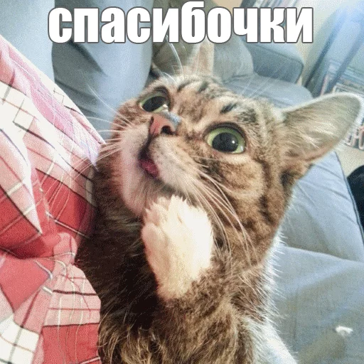 Стикер из набора "Lil_Bub"