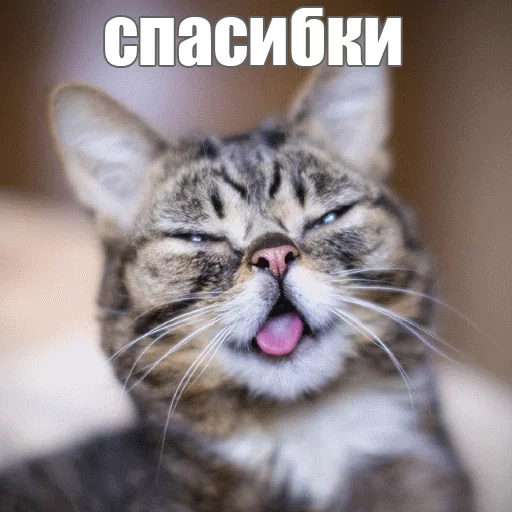 Стикер из набора "Lil_Bub"