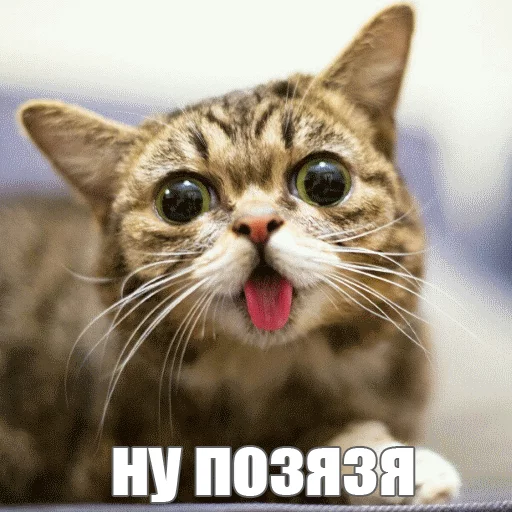 Sticker from the "Lil_Bub" sticker pack