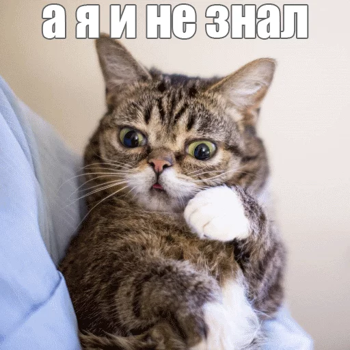 Стикер из набора "Lil_Bub"