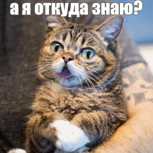 Стикер из набора "Lil_Bub"