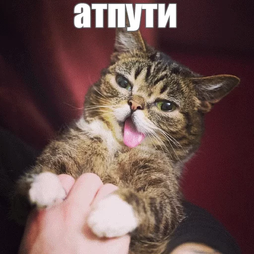 Стикер из набора "Lil_Bub"