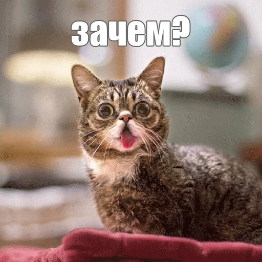 Стикер из набора "Lil_Bub"