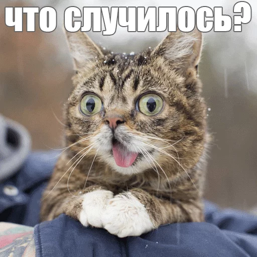 Стикер из набора "Lil_Bub"