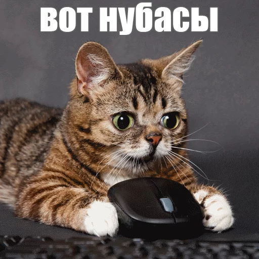 Стикер из набора "Lil_Bub"