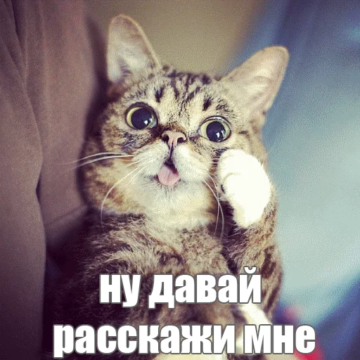 Стикер из набора "Lil_Bub"