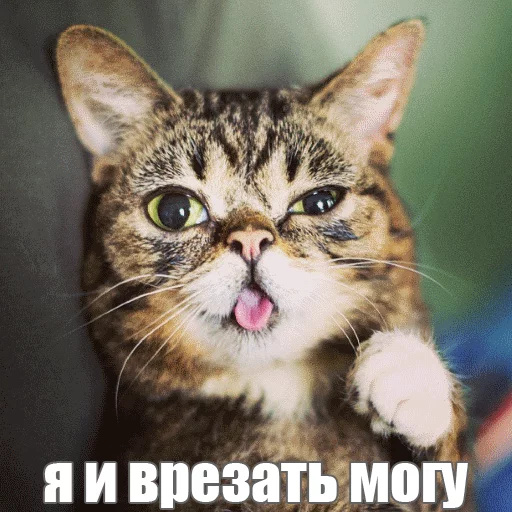 Стикер из набора "Lil_Bub"