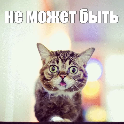 Стикер из набора "Lil_Bub"