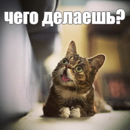 Стикер из набора "Lil_Bub"